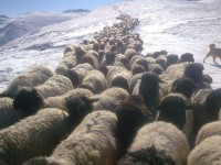 /album/resim-galerisi/a487596-410140609111592-2007338475-n-jpg/