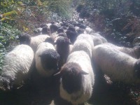 /album/resim-galerisi/a1393155-410141289111524-441647571-n-jpg/