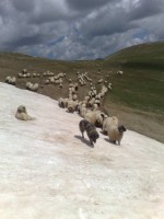 /album/resim-galerisi/a1393562-410140065778313-1176312649-n-jpg/